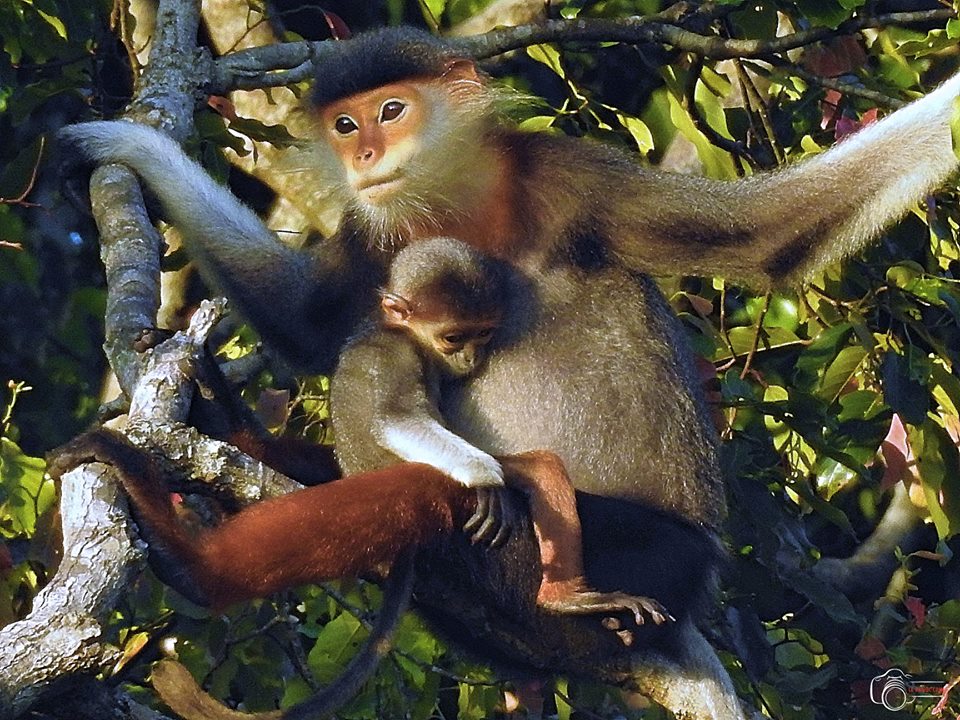 voov sơn trà