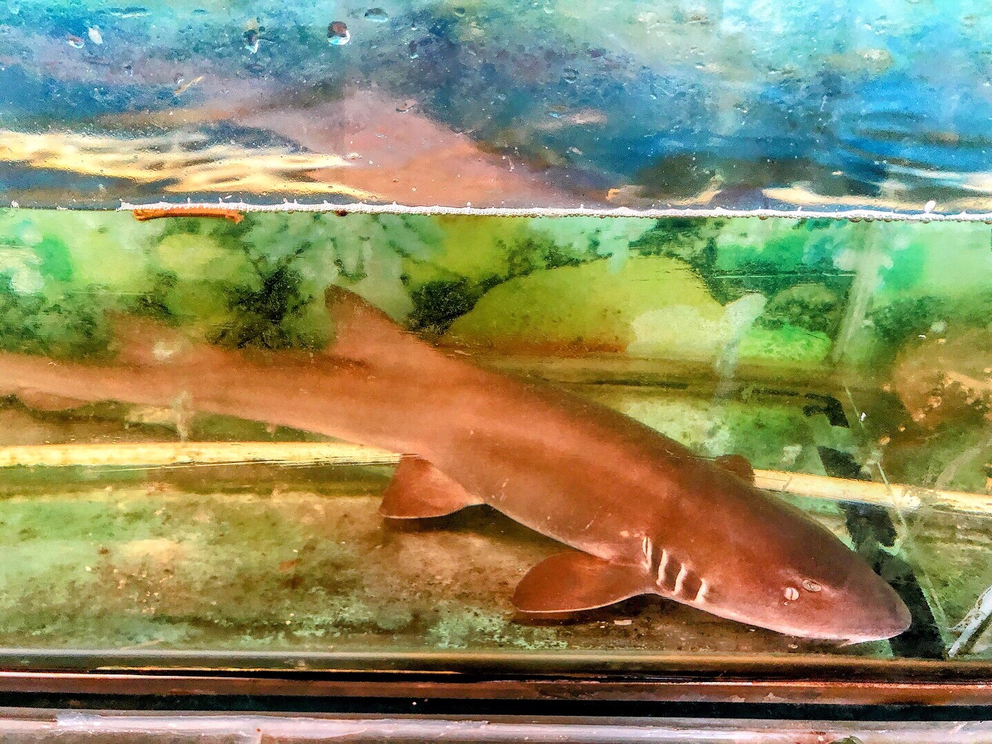 Cá nhám nhúng dấm