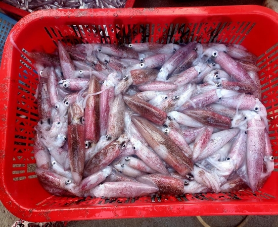 Mực cơm tươi