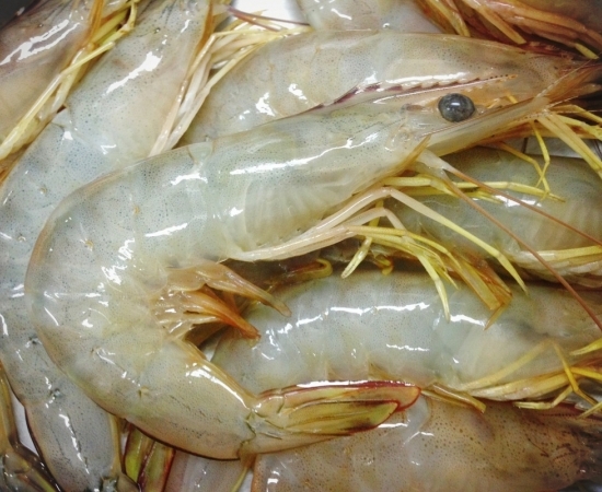 Tôm bạc